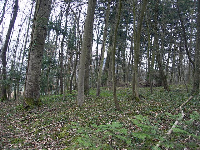 Il Tempo delle Morchelle